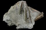 Fossil Belemnite (Paxillosus) Cluster - Mistelgau, Germany #139011-2